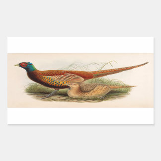 Colourful pheasant sticker