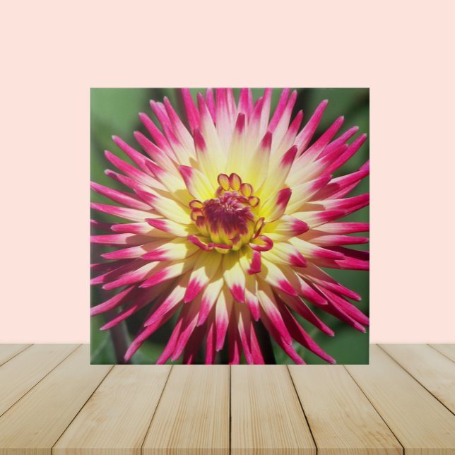 Colourful Pink Cactus Dahlia Bloom Floral Tile (In Situ)