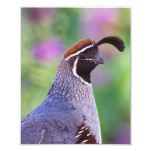 Colourful Quail Photo Print