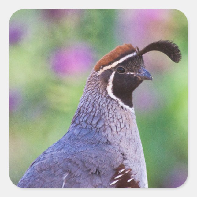 Colourful Quail Square Sticker (Front)