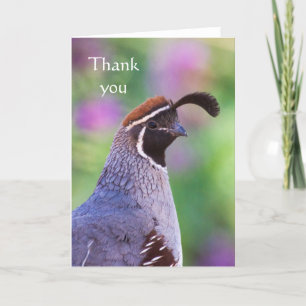 Colourful Quail, Thank you