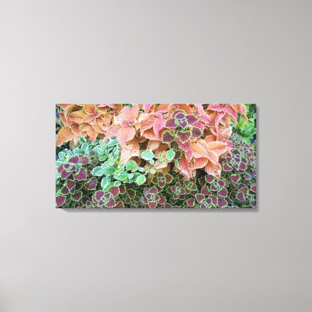 Colourful Rainbow Coleus Plants Photograph Canvas Print (Front)