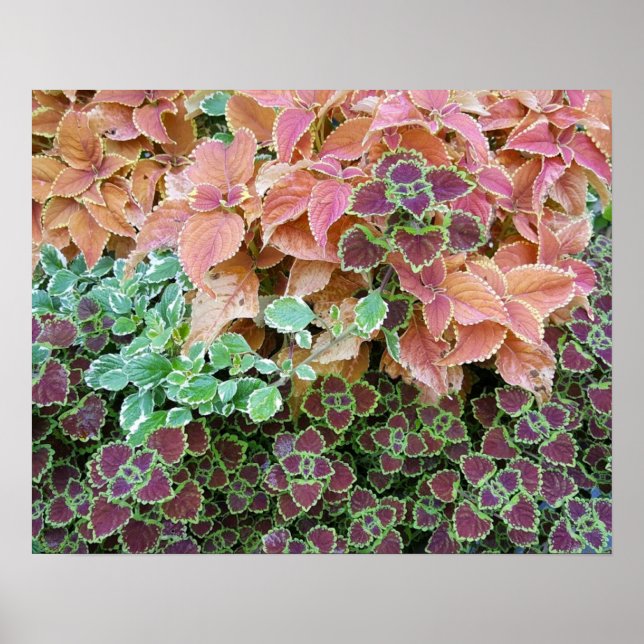 Colourful Rainbow Coleus Plants Photograph Poster (Front)