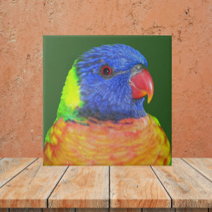 Colourful Rainbow Lorikeet Parrot Photo Tile