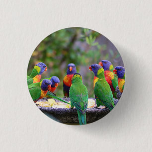 Colourful Rainbow Lorikeet Parrots Eating 1 Inch Round Button