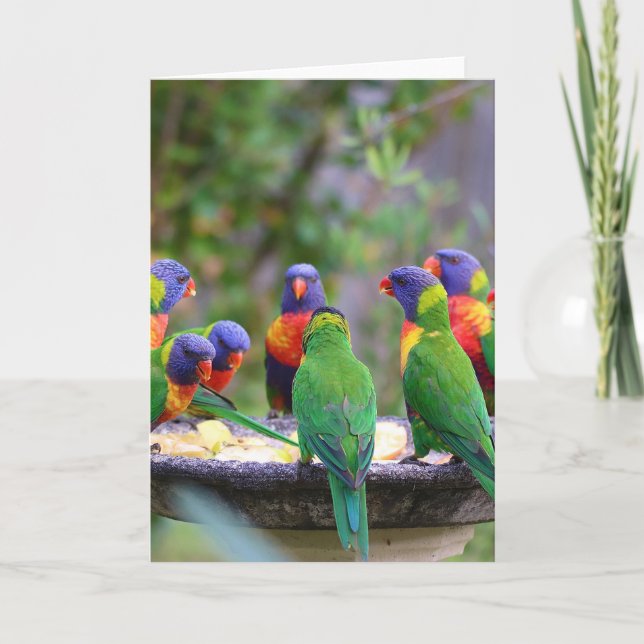 Colourful Rainbow Lorikeet Parrots Eating Card (Front)