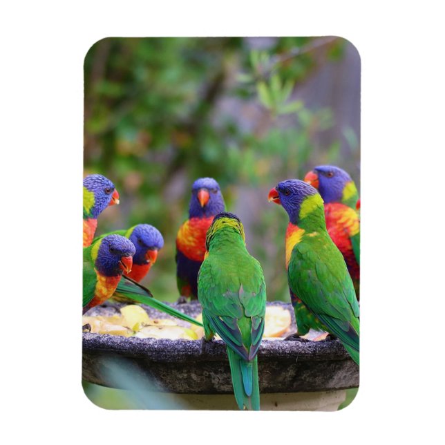 Colourful Rainbow Lorikeet Parrots Eating Magnet (Vertical)