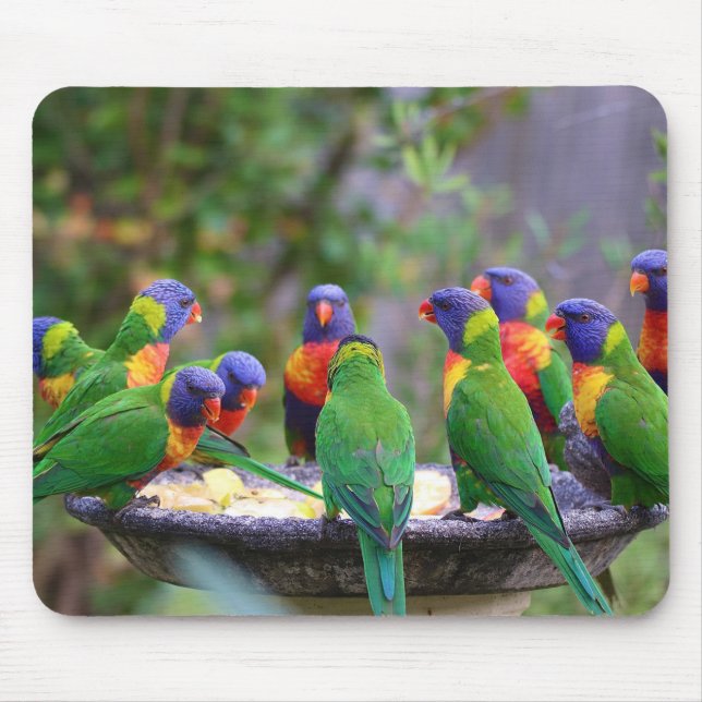 Colourful Rainbow Lorikeet Parrots Eating Mouse Pad (Front)
