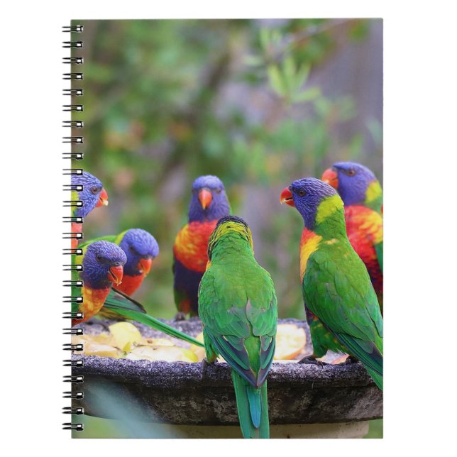 Colourful Rainbow Lorikeet Parrots Eating Notebook (Front)