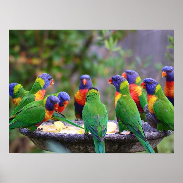 Colourful Rainbow Lorikeet Parrots Eating Poster (Front)
