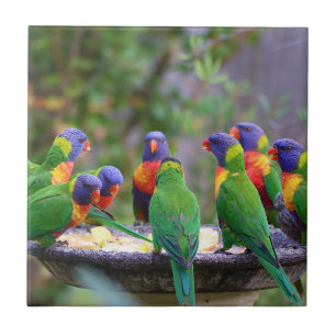 Colourful Rainbow Lorikeet Parrots Eating Tile