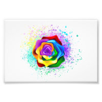 Colourful Rainbow Rose