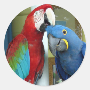 Colourful Red and Blue Macaws Classic Round Sticker