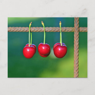 Colourful Red Cherries Fruit Photo Postcard