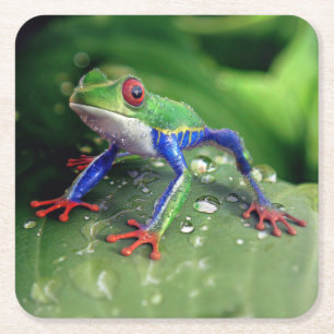 Colourful Red Eye Tree Frog on Plant Leaves Square Paper Coaster