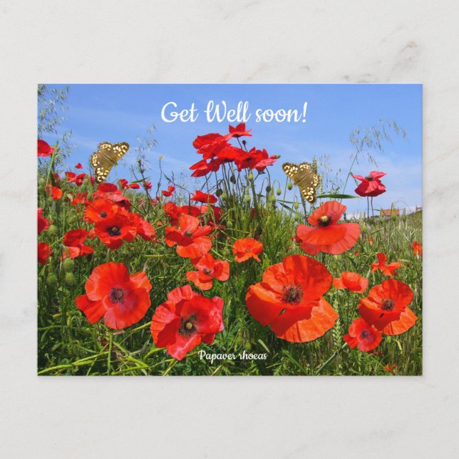 Colourful Red Poppy Field Get Well Wishes Postcard (Front)
