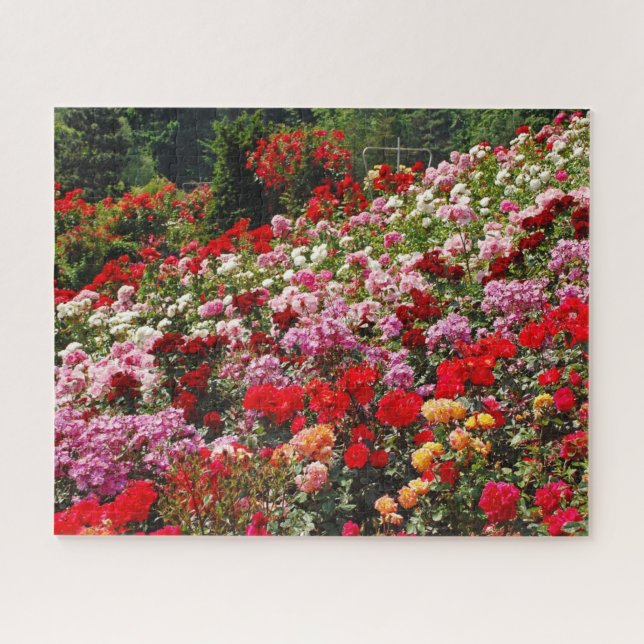 Colourful rose garden jigsaw puzzle (Horizontal)