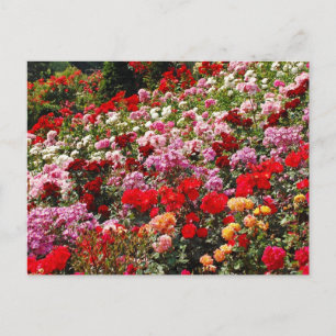 Colourful rose garden print postcard