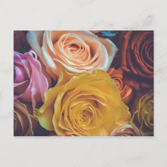 Colourful Roses Postcard (Front)
