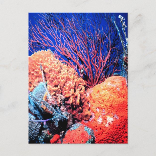 Colourful Sea Sponge Postcard (Front)