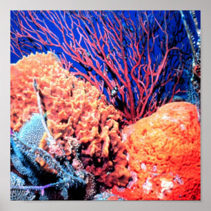 Colourful Sea Sponge Poster 15x15