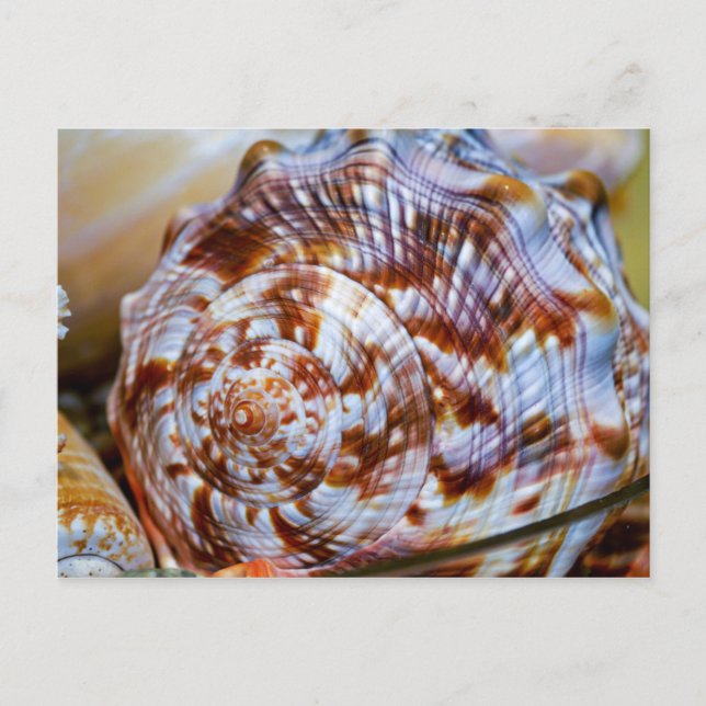 Colourful Seashell Postcard (Front)
