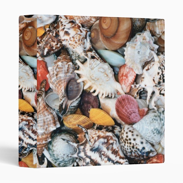 Colourful Seashells Binder (Front/Spine)