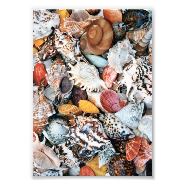 Colourful Seashells Photo Print (Front)