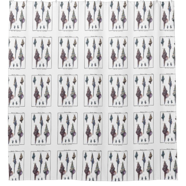 Colourful Seven Seashells (Front)