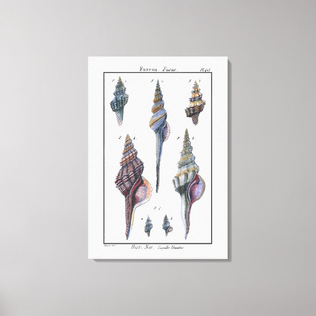 Colourful Seven Seashells Canvas Print (Front)