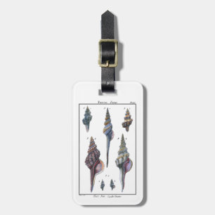 Colourful Seven Seashells Luggage Tag