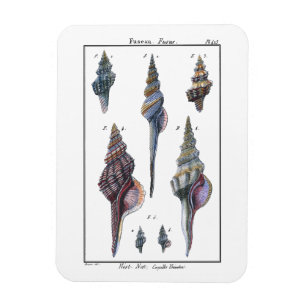 Colourful Seven Seashells Magnet