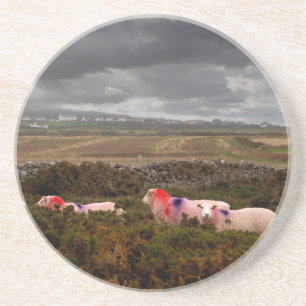 Colourful sheep coaster