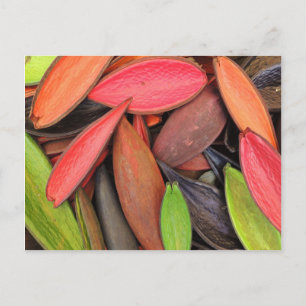 Colourful Shells Nature Harvest Seed Pods Postcard