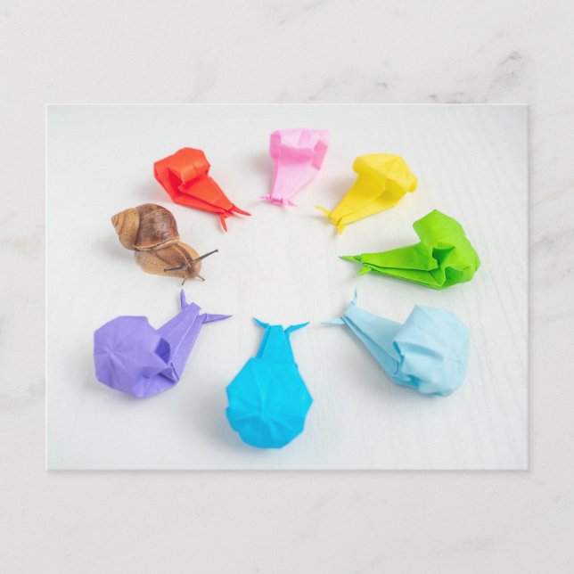 Colourful Snails Postcard (Front)