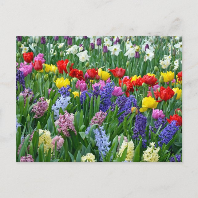Colourful spring flower garden postcard (Front)