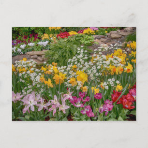 Colourful Spring Flowers in full bloom Postcard