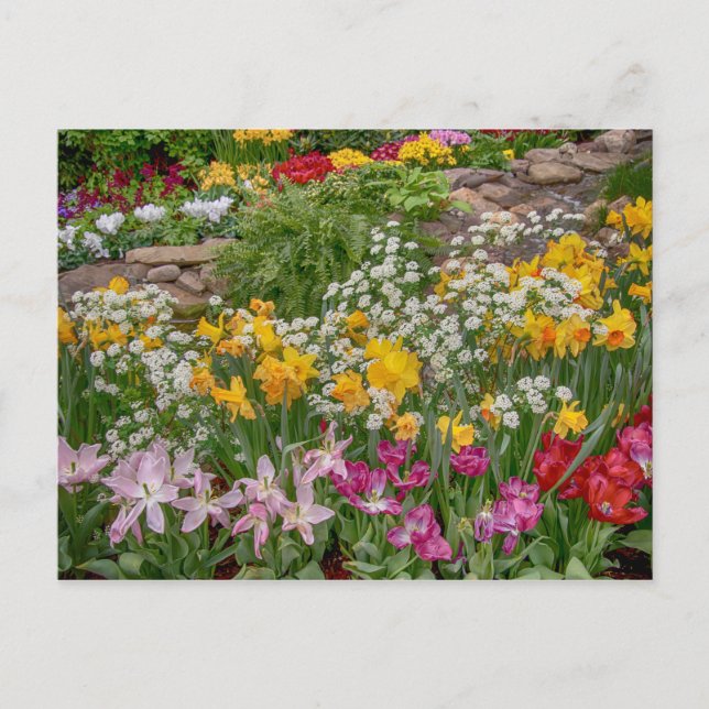 Colourful Spring Flowers in full bloom Postcard (Front)