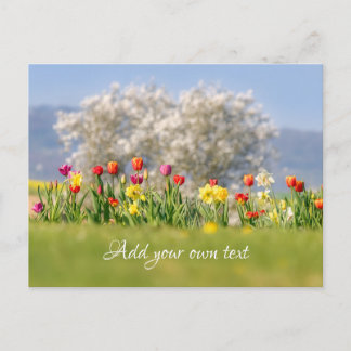 Colourful Spring Flowers with Tulips and Daffodils Postcard