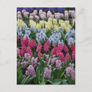 Colourful spring hyacinths postcard