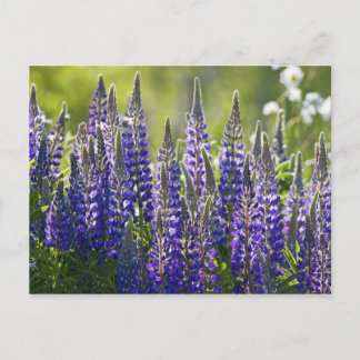 Colourful Spring Lupines... Postcard
