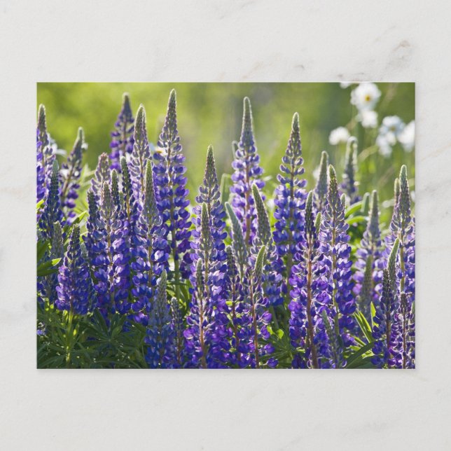 Colourful Spring Lupines... Postcard (Front)