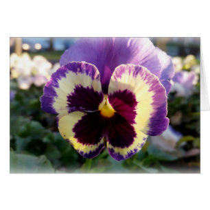 colourful spring Pansy