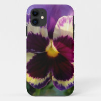 colourful spring Pansy