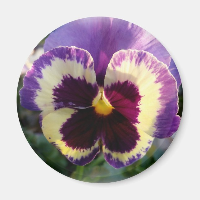 colourful spring Pansy Magnet (Front)