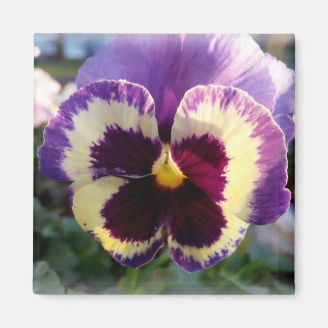 colourful spring Pansy Magnet (Front)