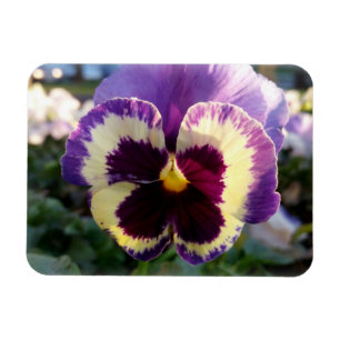 colourful spring Pansy Magnet