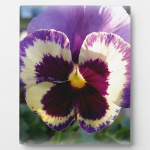 colourful spring Pansy Plaque