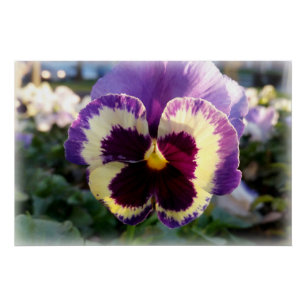 colourful spring Pansy Poster