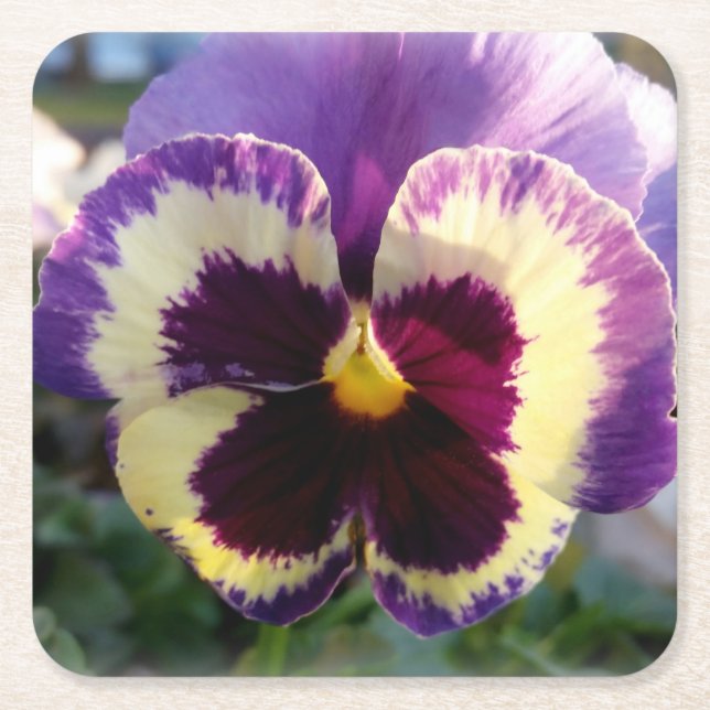 colourful spring Pansy Square Paper Coaster (Front)